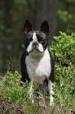 BOSTON TERRIER 172